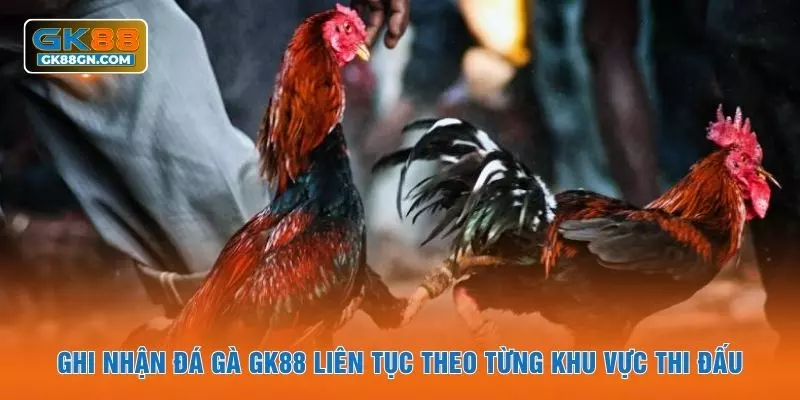 Ghi nhận đá gà GK88 liên tục theo từng khu vực thi đấu